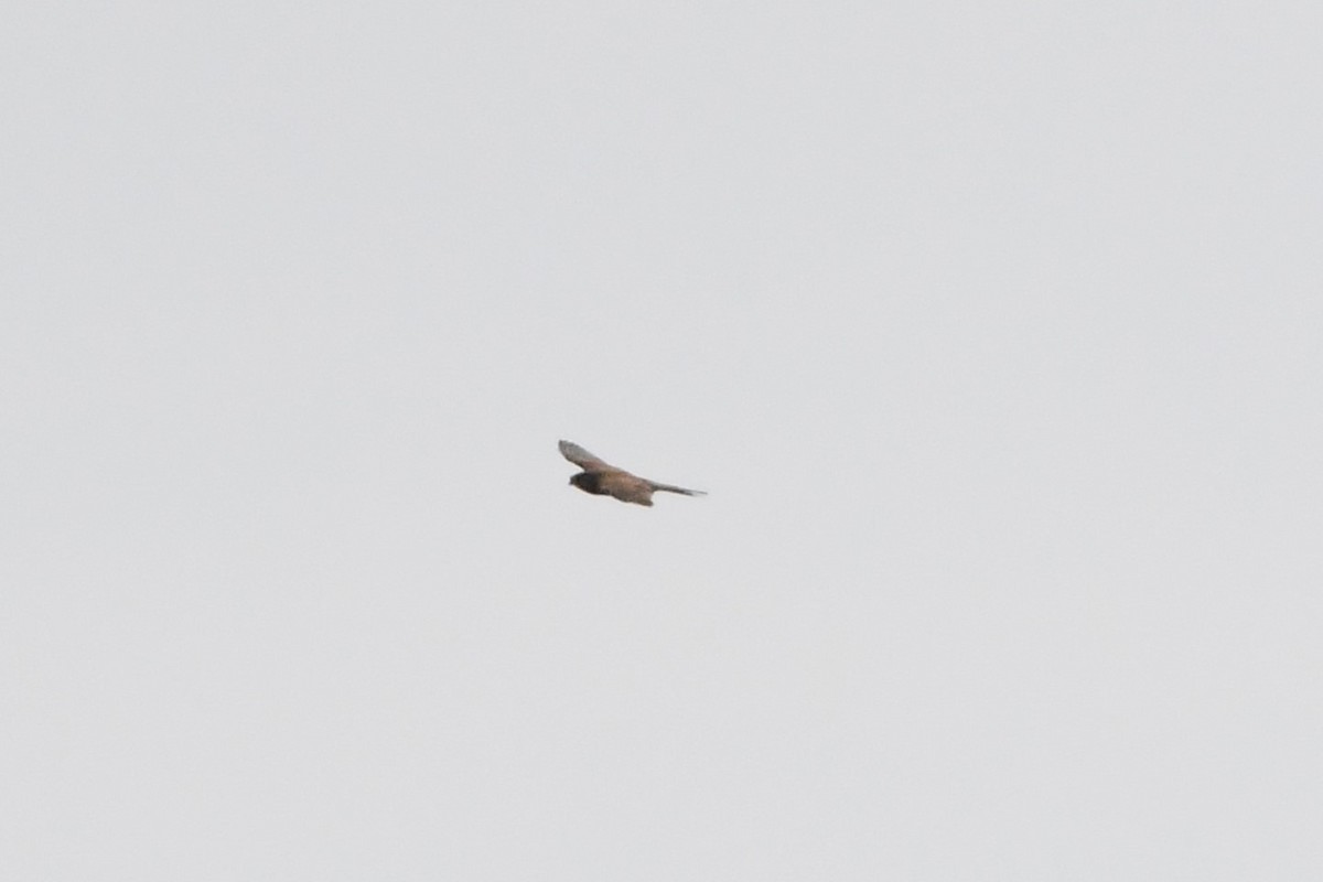 Peregrine Falcon (Eurasian) - ML619167125