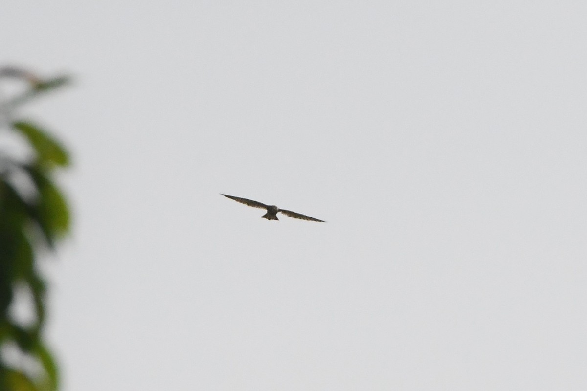Peregrine Falcon (Eurasian) - ML619167126