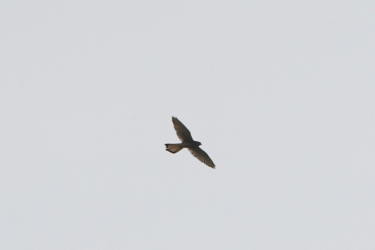 Peregrine Falcon (Eurasian) - ML619167128