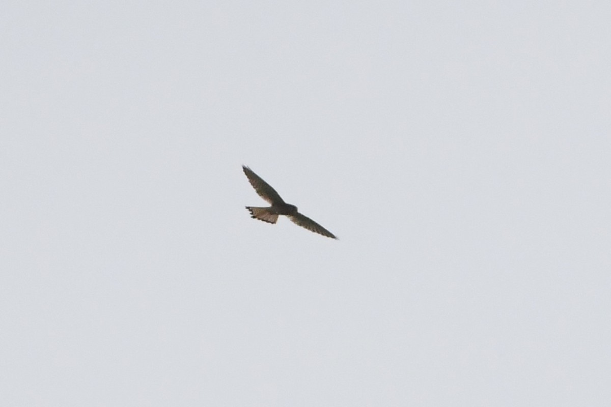 Peregrine Falcon (Eurasian) - ML619167132