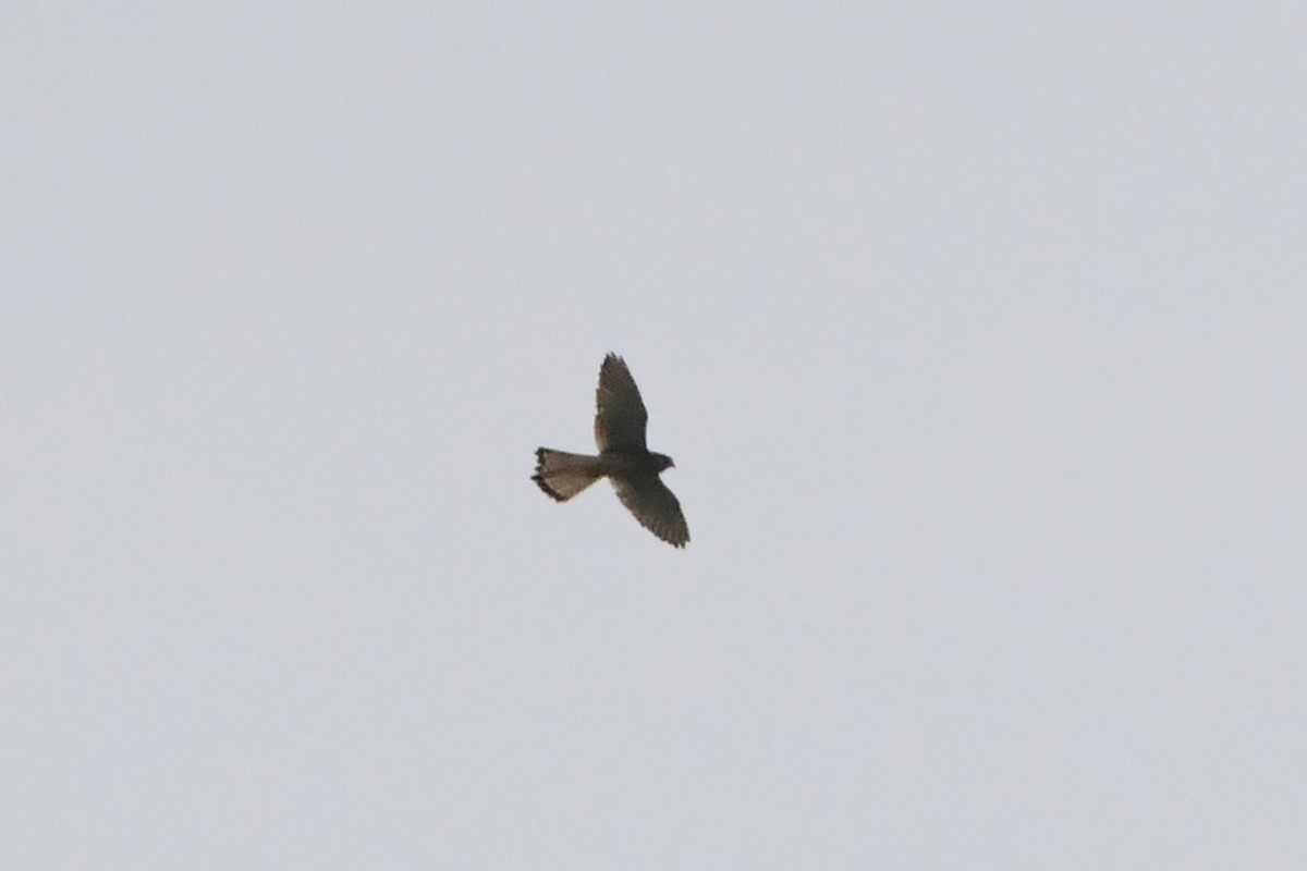 Peregrine Falcon (Eurasian) - ML619167133