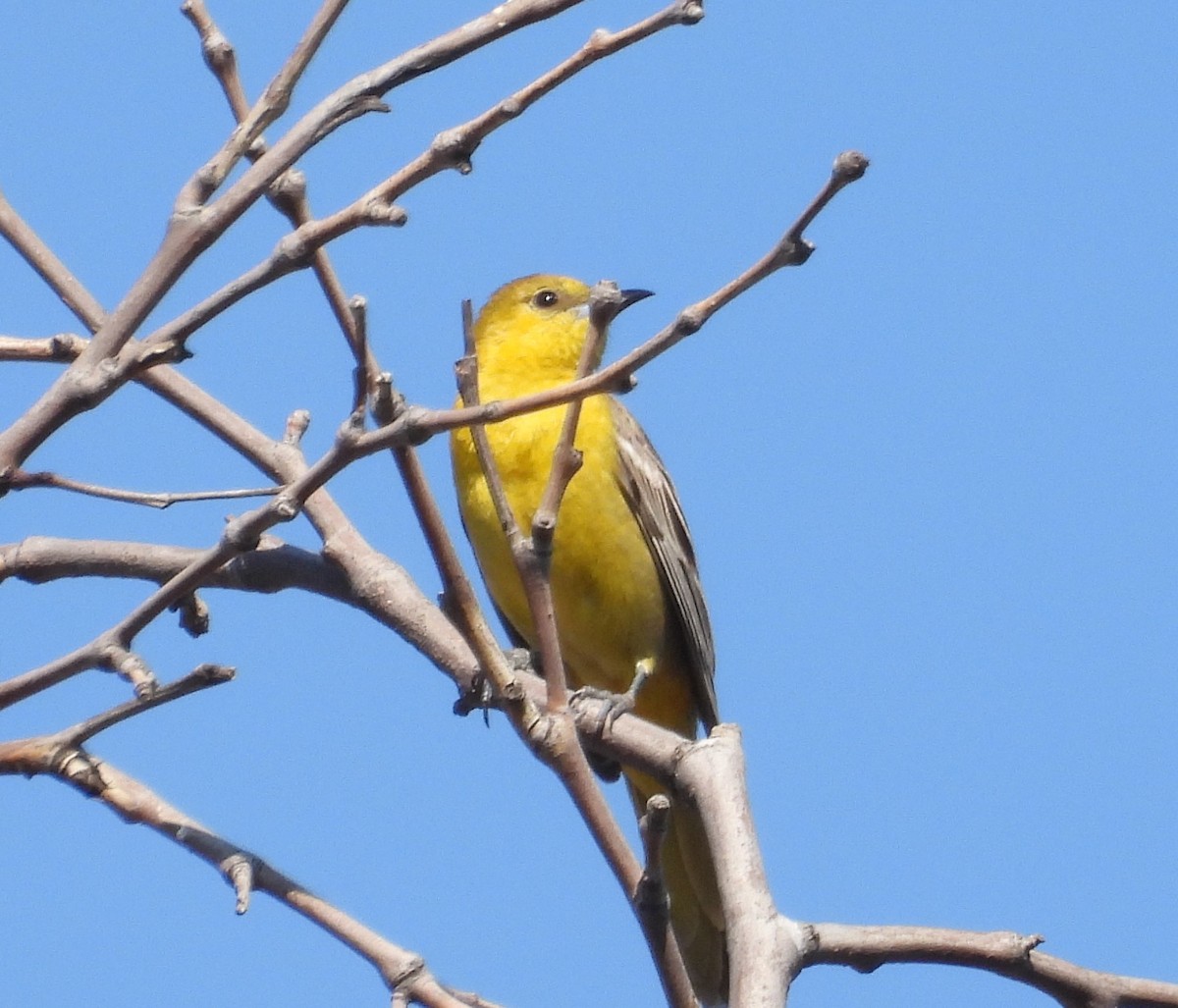 Western Tanager - ML619167136