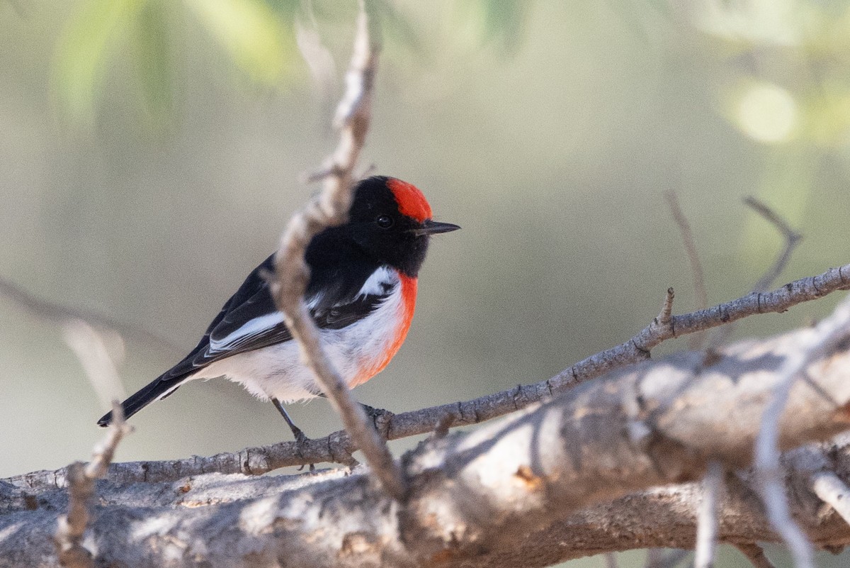 Red-capped Robin - ML619167138