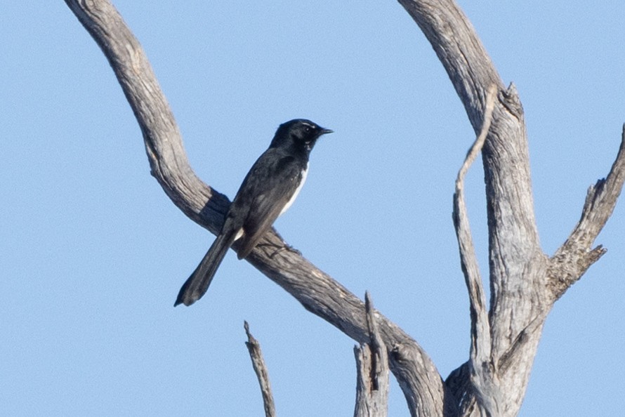 Willie-wagtail - ML619167144