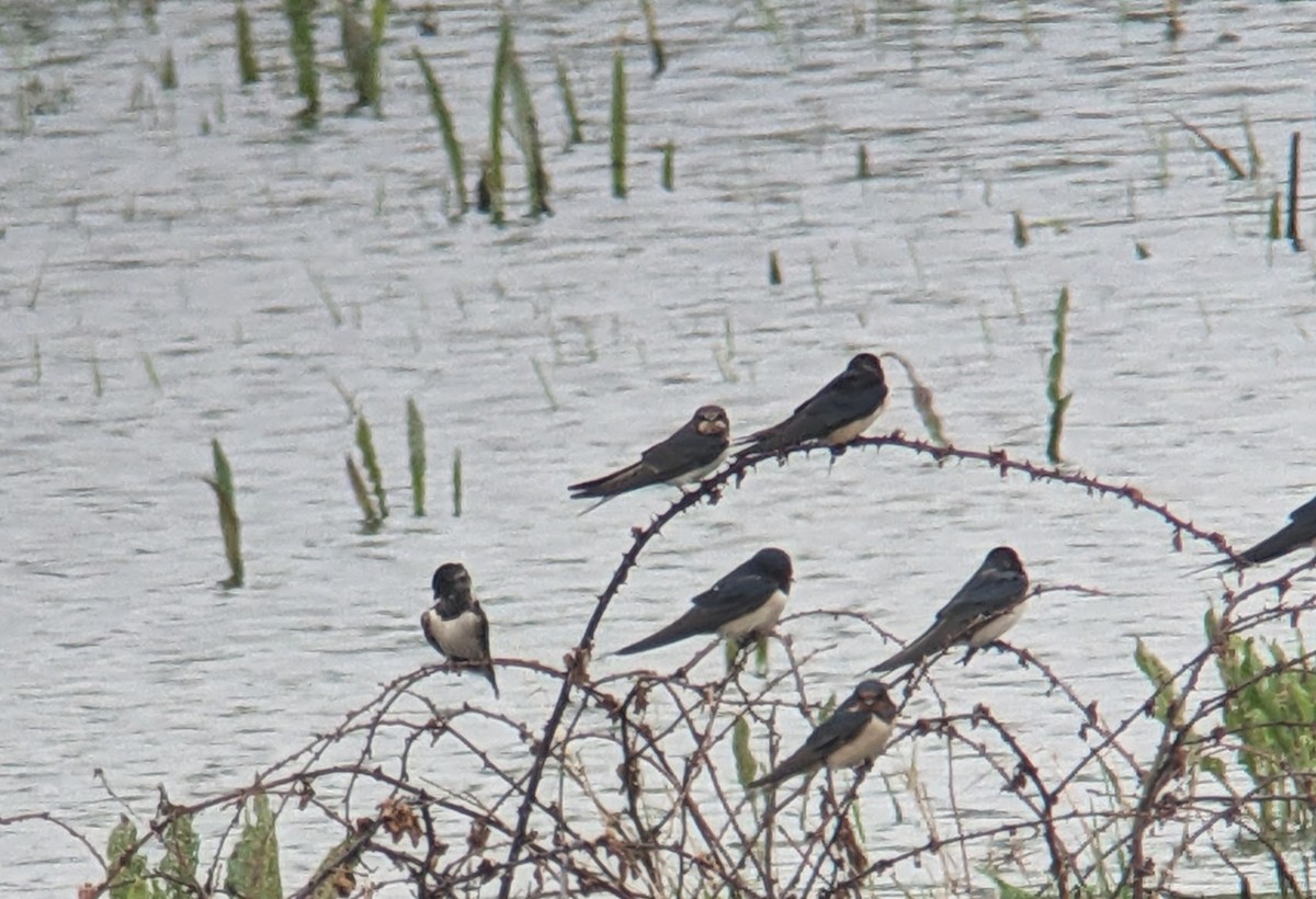 Barn Swallow (White-bellied) - ML619167156