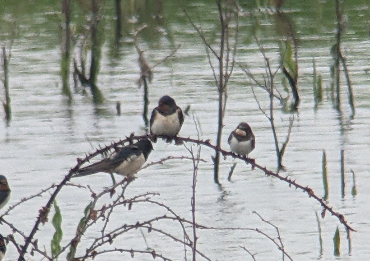 Barn Swallow (White-bellied) - ML619167158