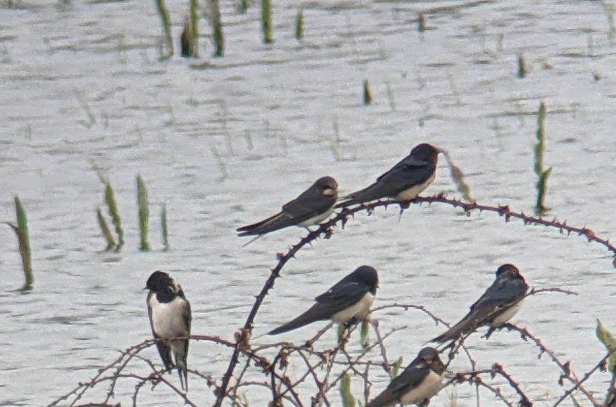 Barn Swallow (White-bellied) - ML619167160