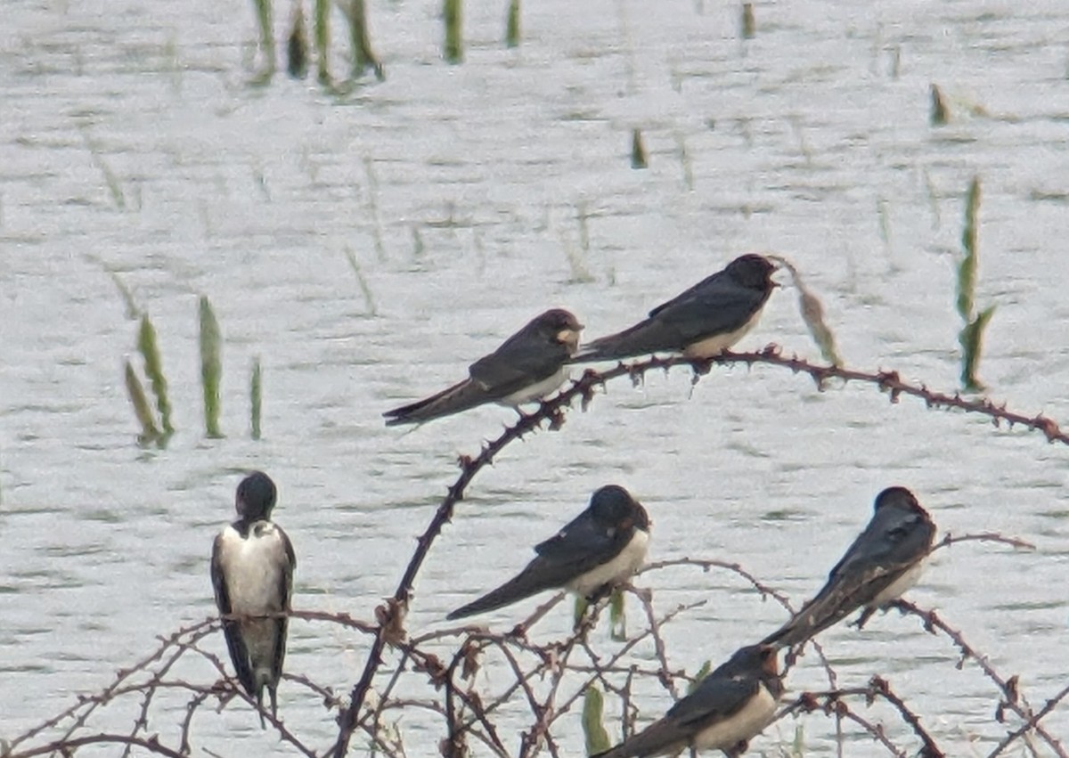Barn Swallow (White-bellied) - ML619167161