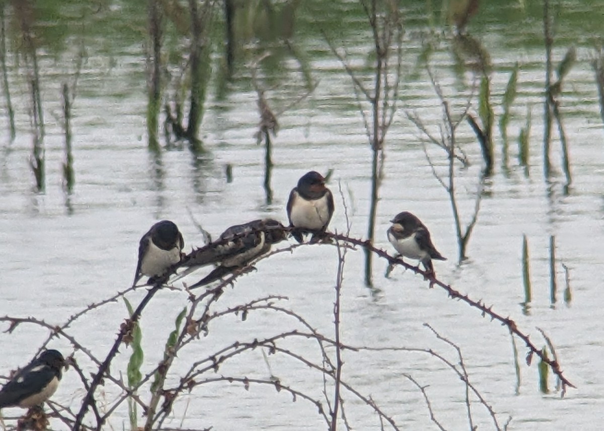 Barn Swallow (White-bellied) - ML619167162