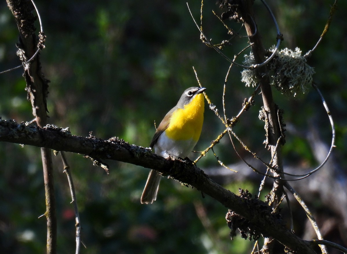 Yellow-breasted Chat - ML619167179