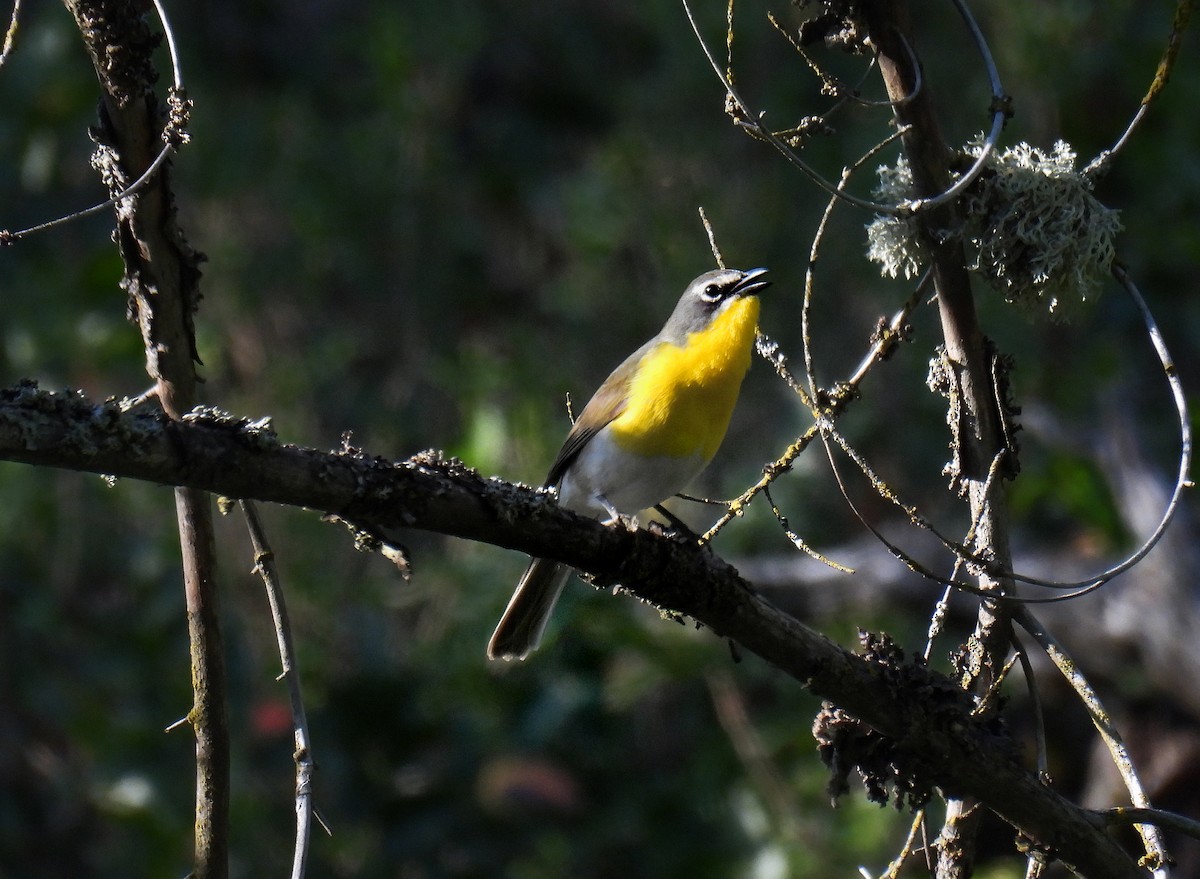 Yellow-breasted Chat - ML619167180