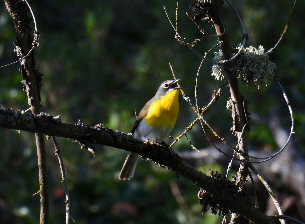 Yellow-breasted Chat - ML619167181