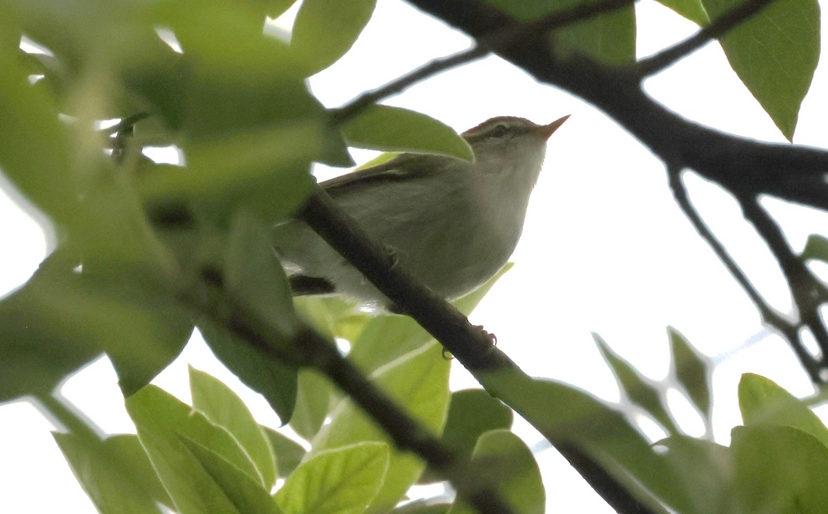 Two-barred Warbler - ML619167204