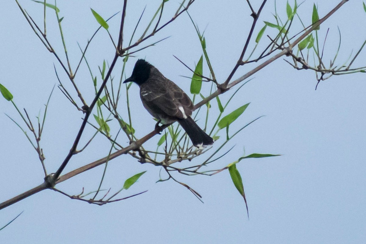 Red-vented Bulbul - ML619167283