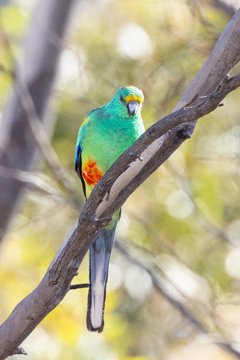 Папужка різнобарвний - ML619167298