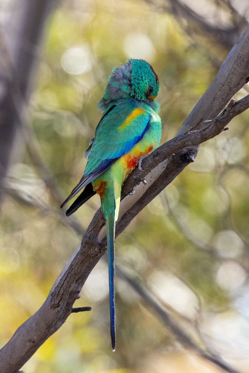 Папужка різнобарвний - ML619167299