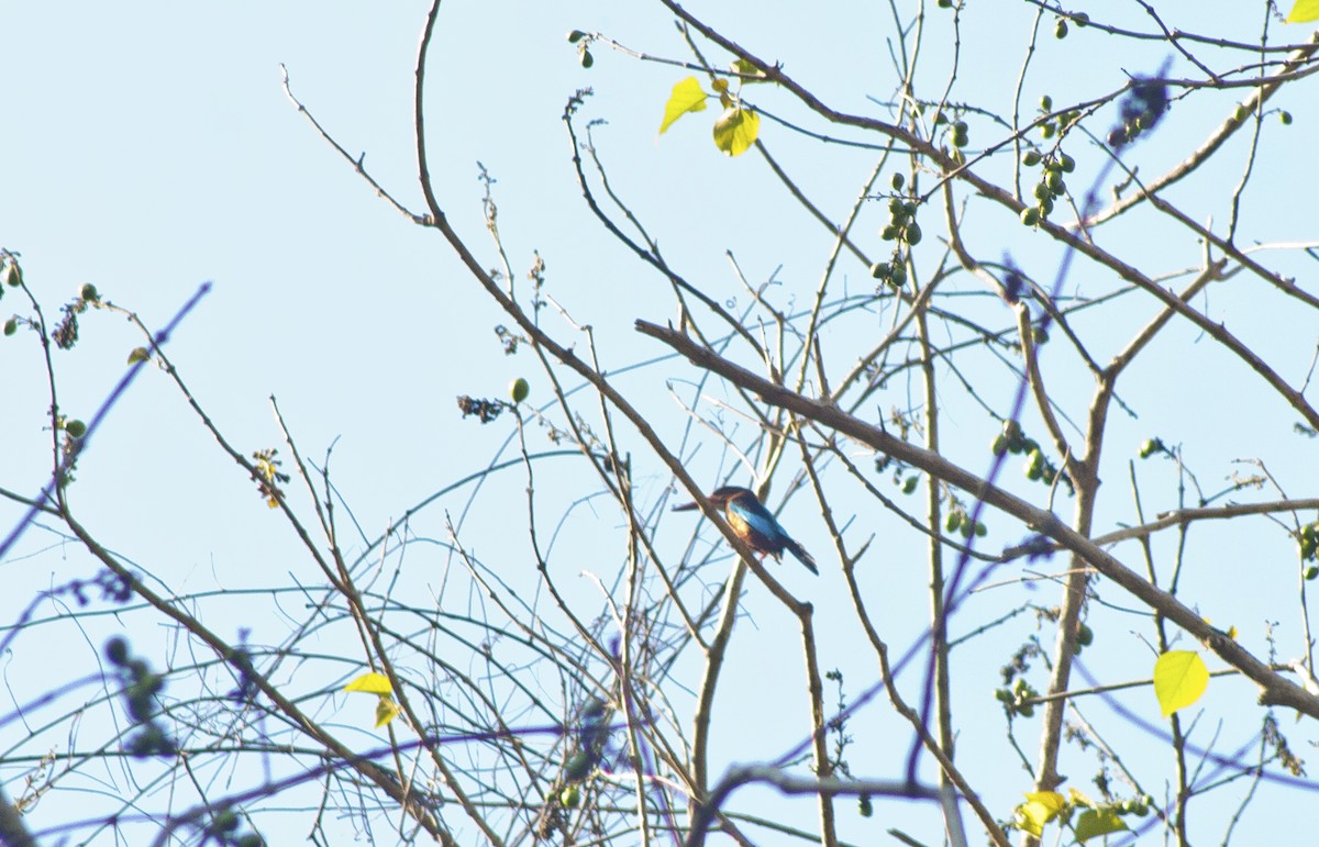 Brown-breasted Kingfisher - ML619167339