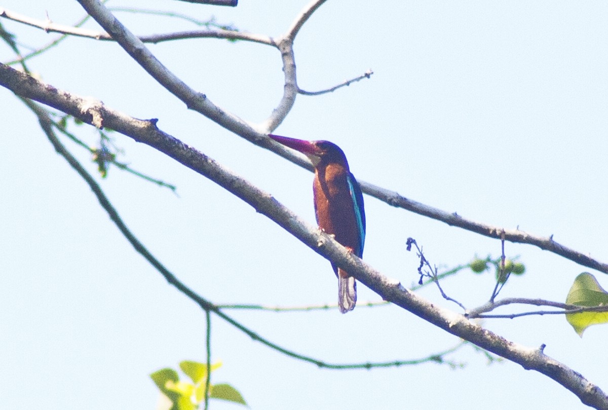 Brown-breasted Kingfisher - ML619167340