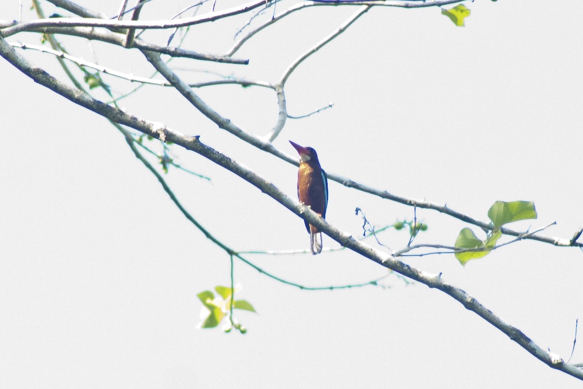 Brown-breasted Kingfisher - ML619167341