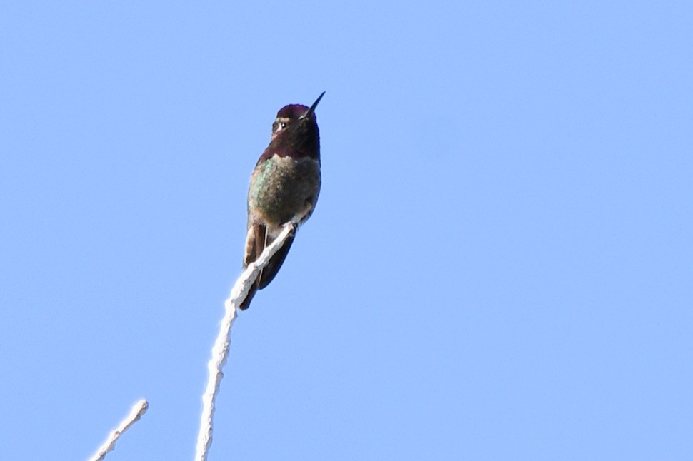 Costa's Hummingbird - ML619167345