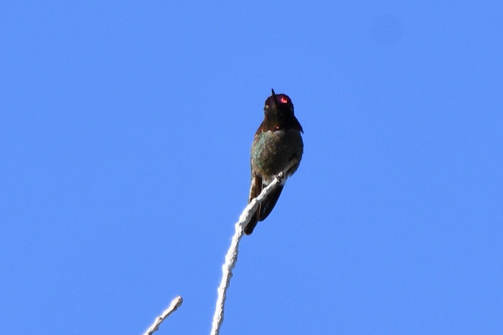 Costa's Hummingbird - ML619167346