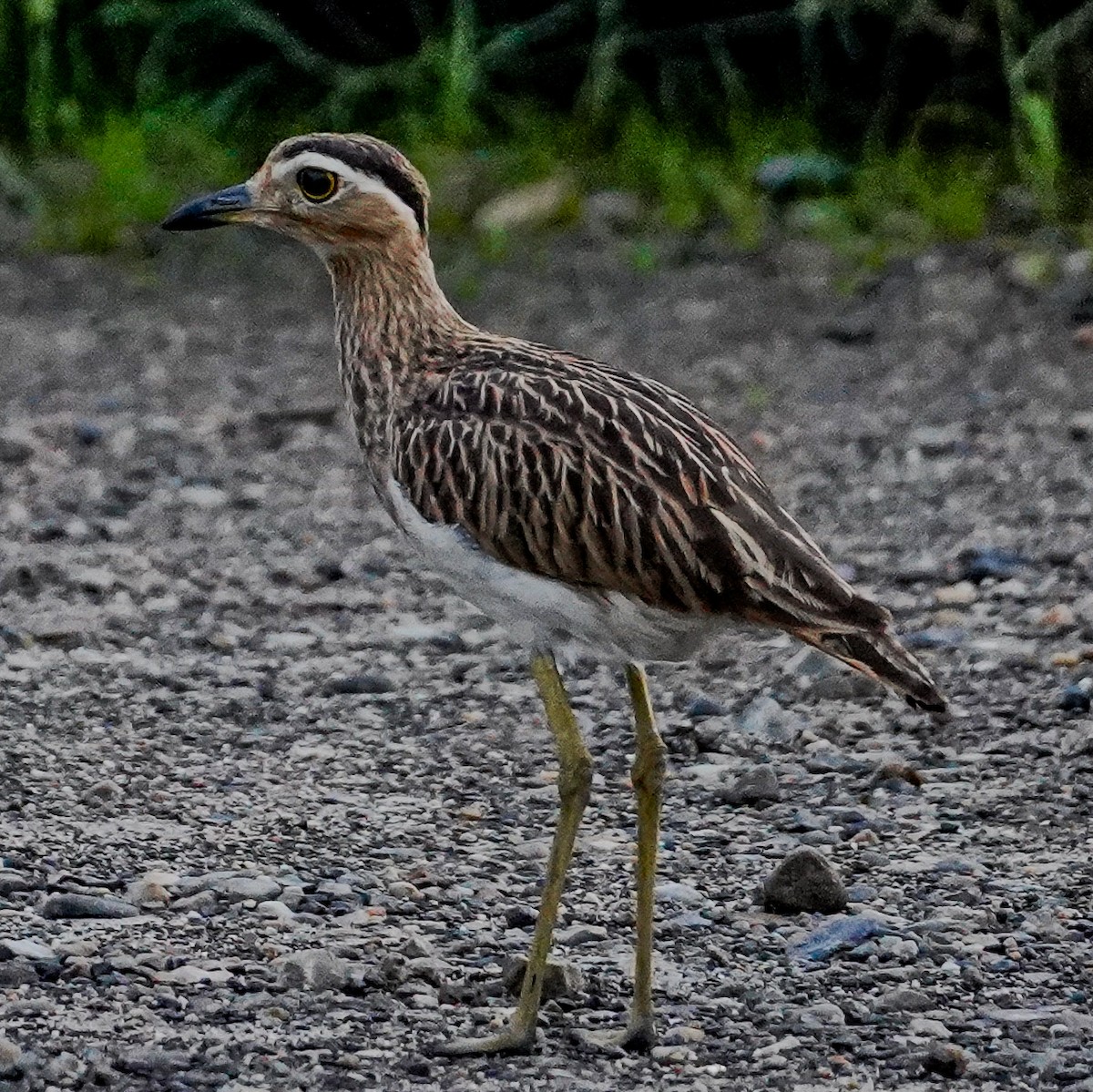 Double-striped Thick-knee - ML619167361