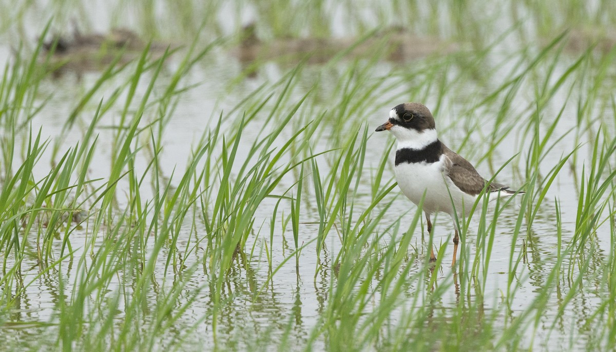 Semipalmated Plover - ML619167446