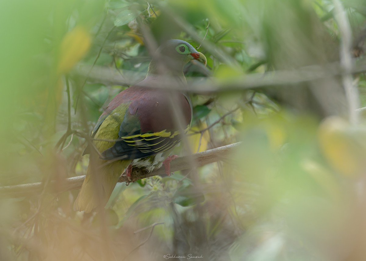 Thick-billed Green-Pigeon - ML619167447