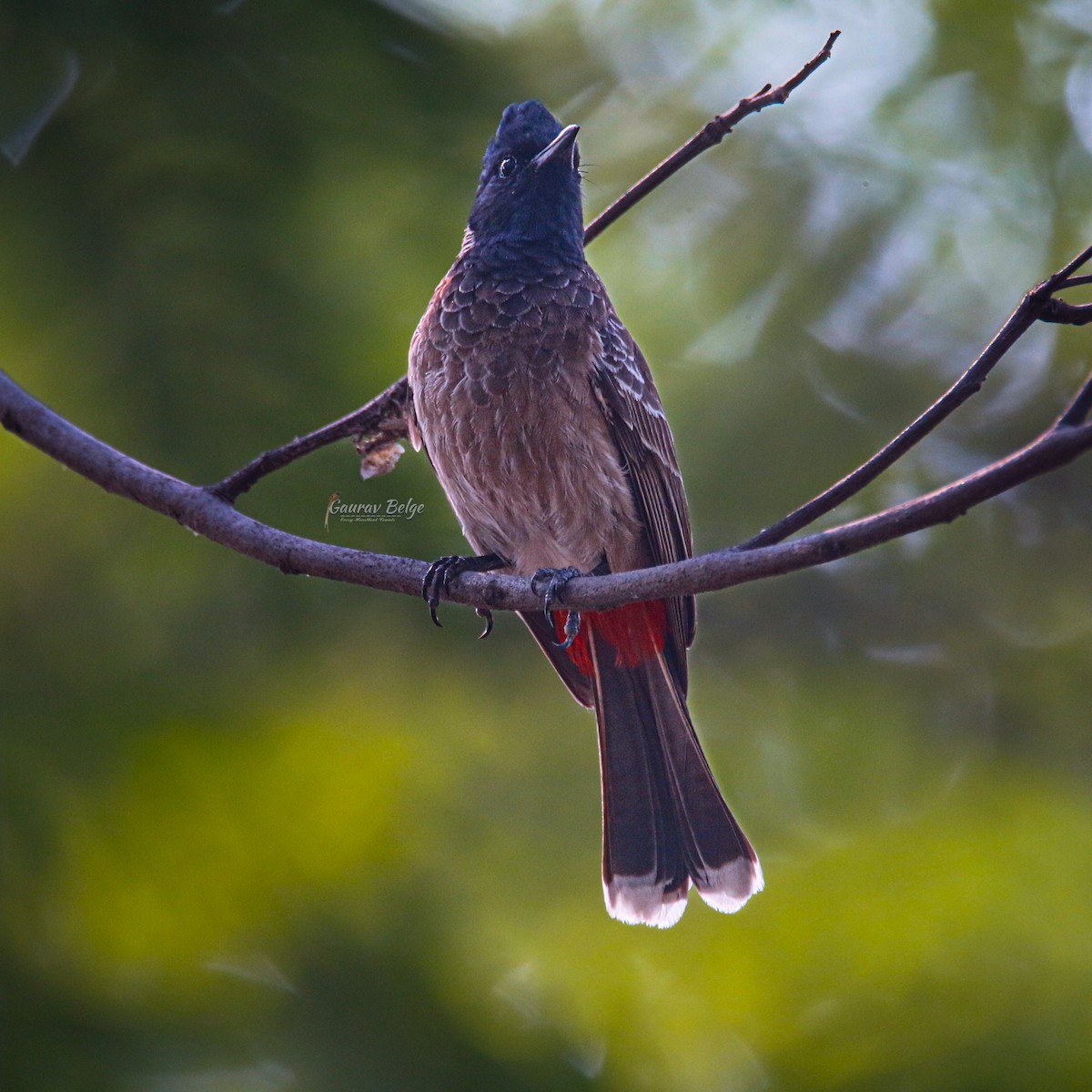 Red-vented Bulbul - ML619167486
