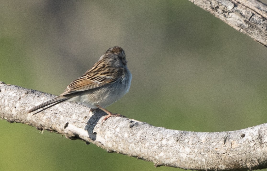Clay-colored Sparrow - ML619167496