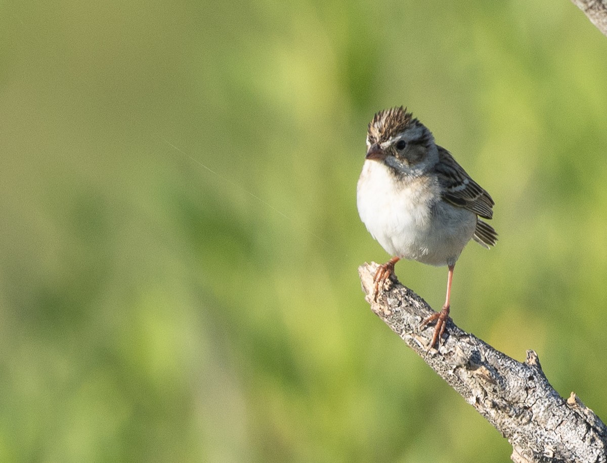 Clay-colored Sparrow - ML619167498
