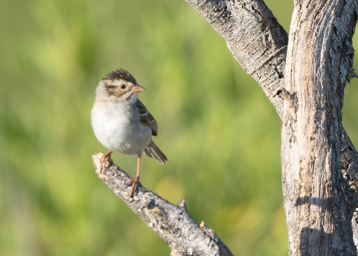 Clay-colored Sparrow - ML619167499