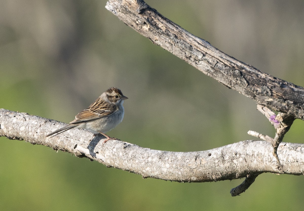 Clay-colored Sparrow - ML619167500
