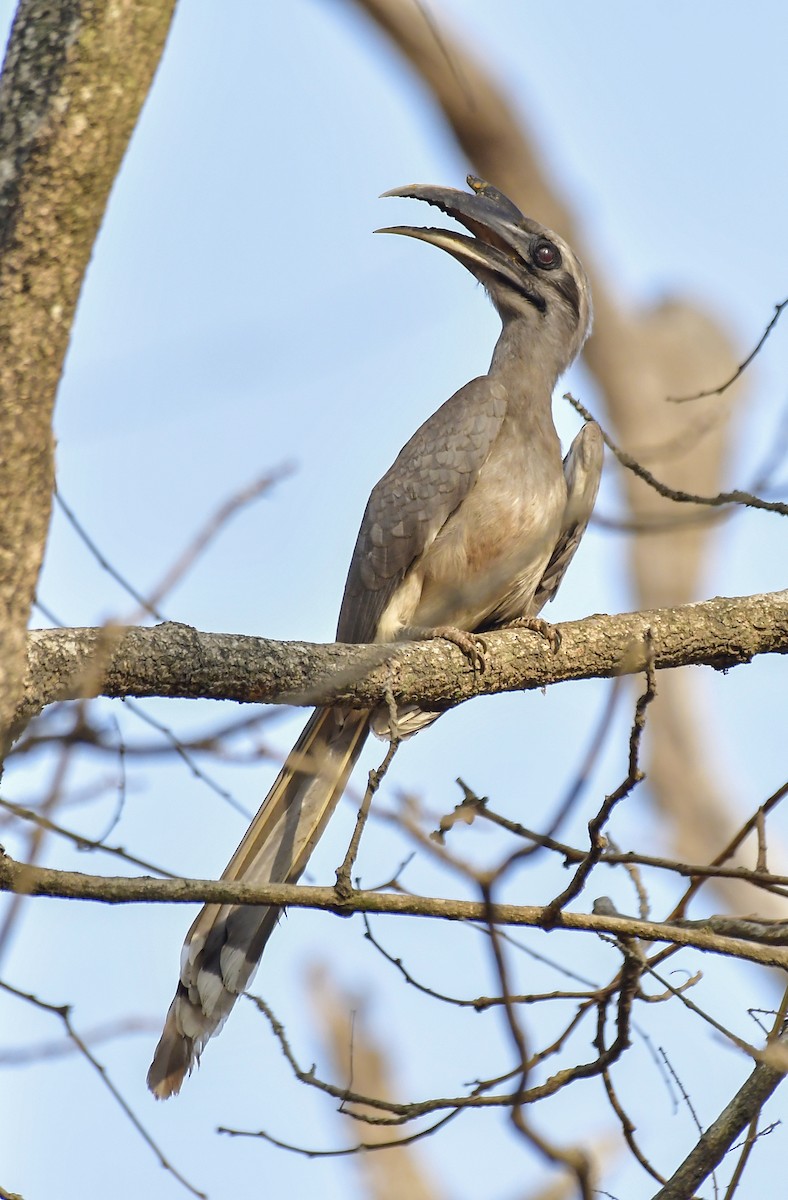 Indian Gray Hornbill - ML619167517