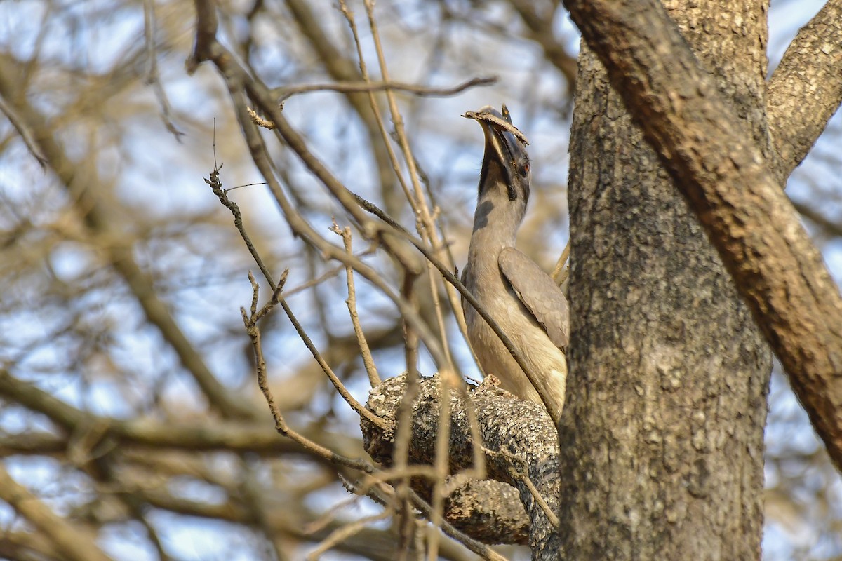 Indian Gray Hornbill - ML619167520