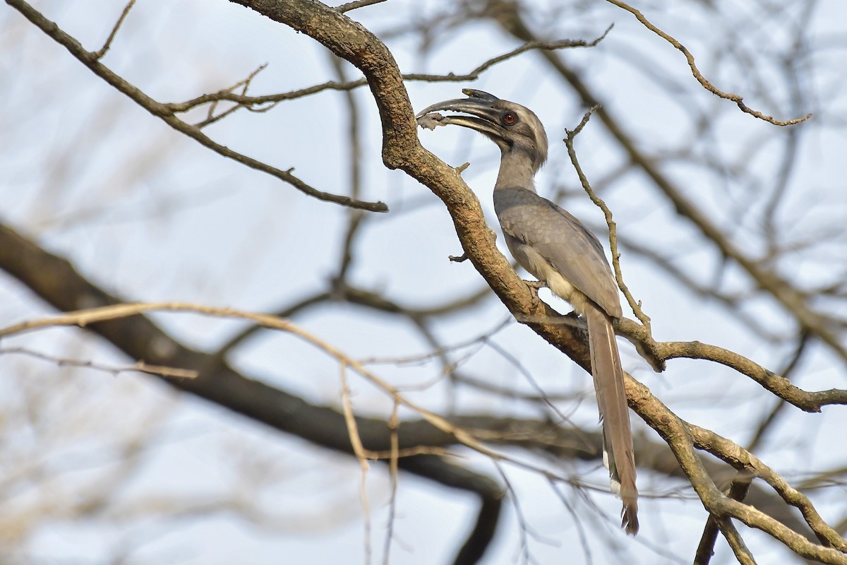 Indian Gray Hornbill - ML619167523