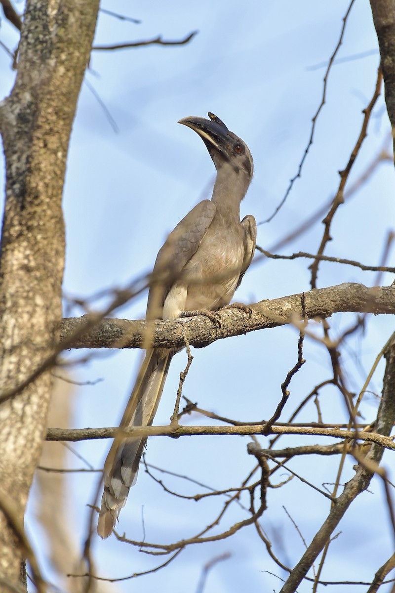 Indian Gray Hornbill - ML619167525