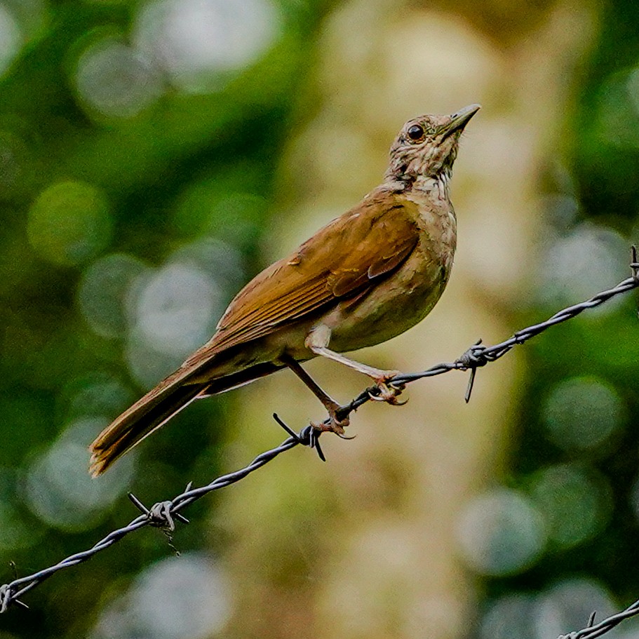 Pale-breasted Thrush - ML619167540