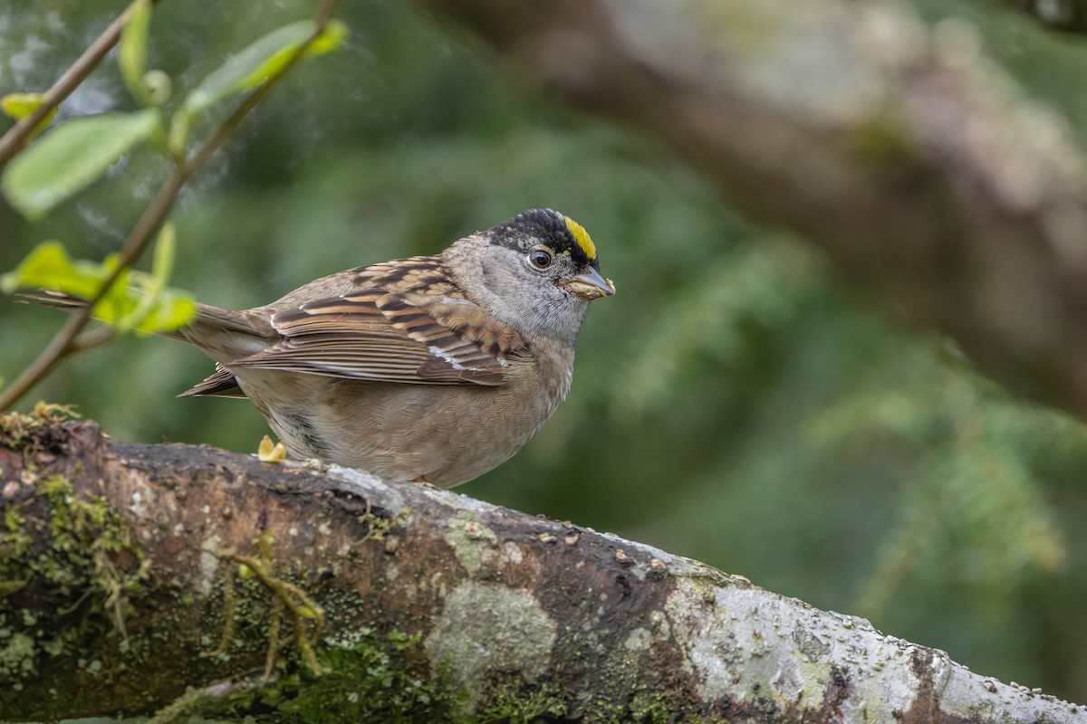 Golden-crowned Sparrow - ML619167596