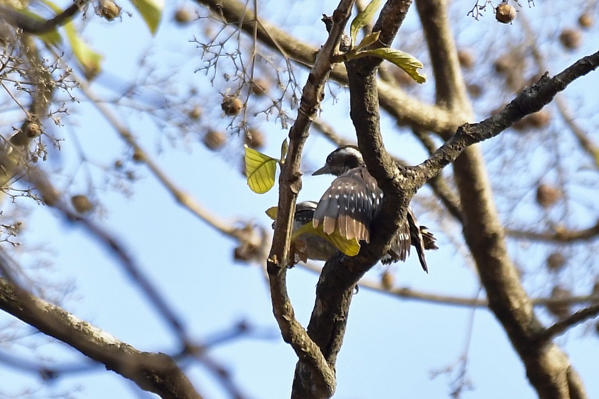 Brown-capped Pygmy Woodpecker - ML619167612