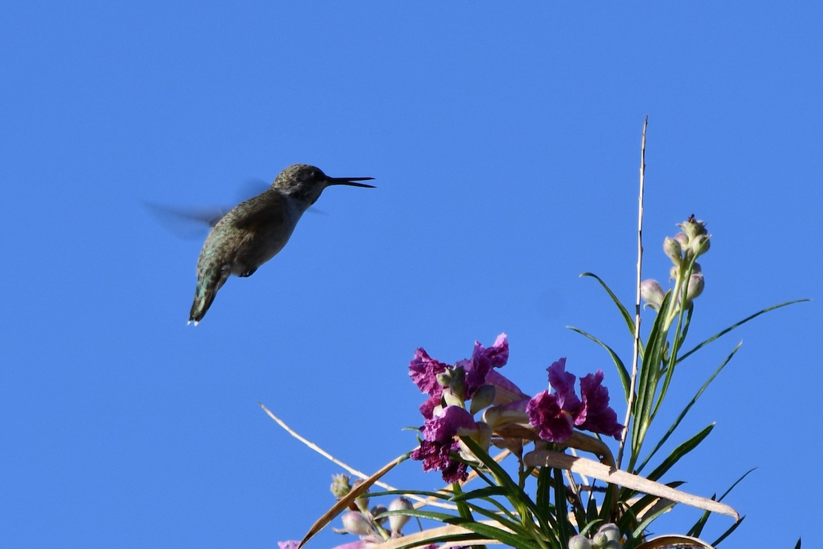 Anna's Hummingbird - ML619167650