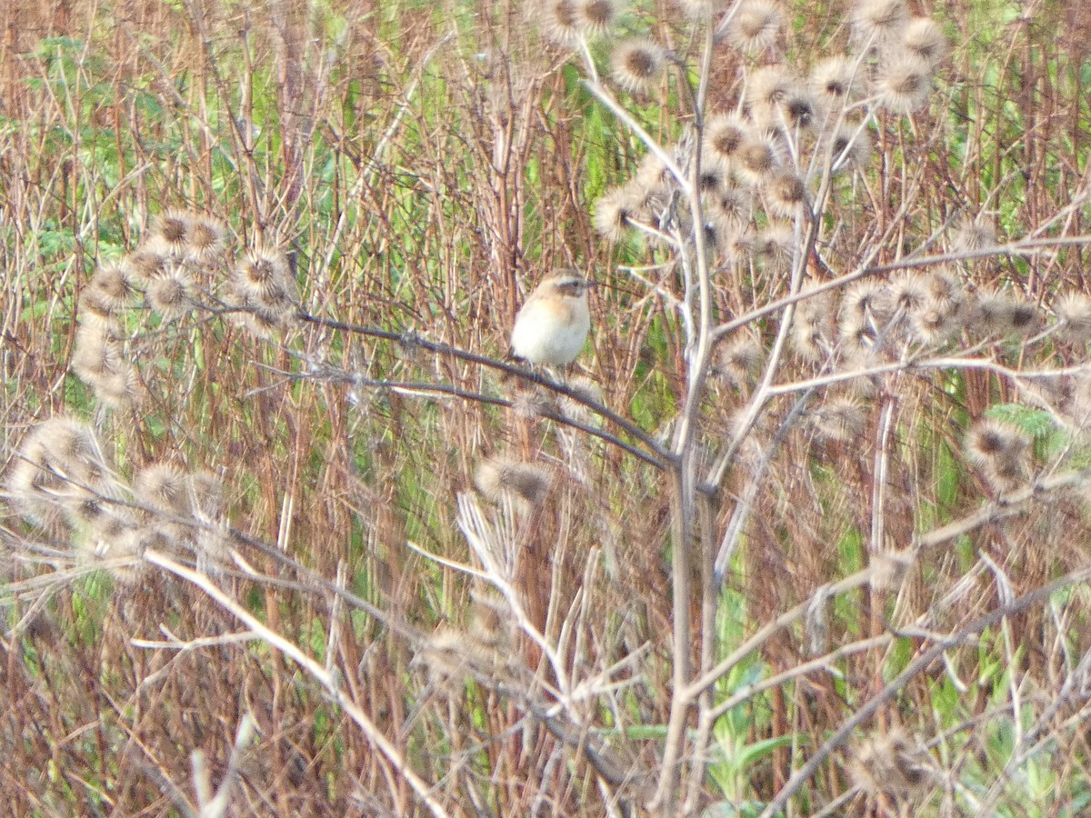Whinchat - ML619167677