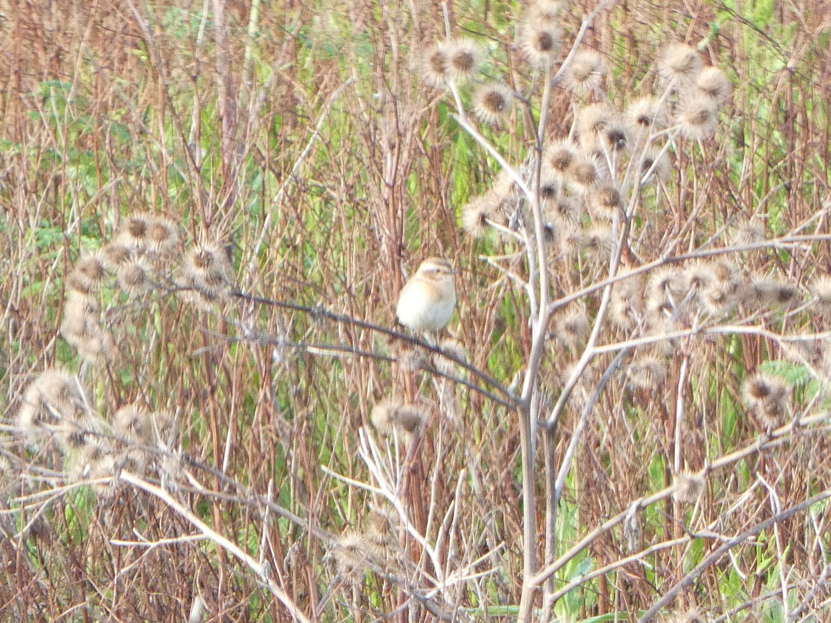 Whinchat - ML619167679