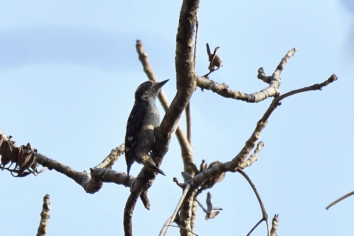 Brown-capped Pygmy Woodpecker - ML619167683