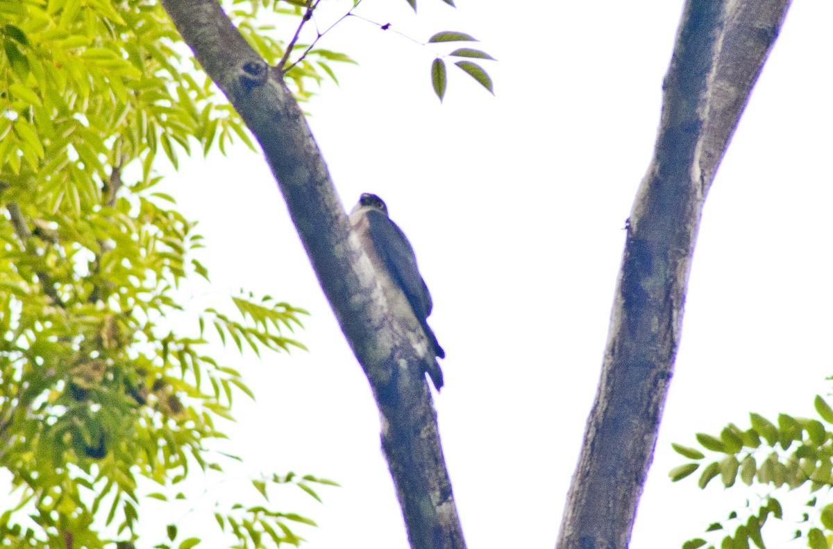 Chinese Sparrowhawk - ML619167715