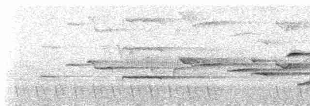 Віялохвістка білогорла - ML619167754
