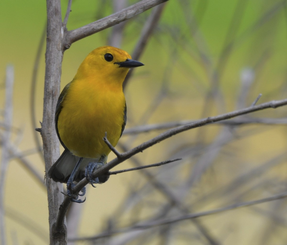 Prothonotary Warbler - ML619167764