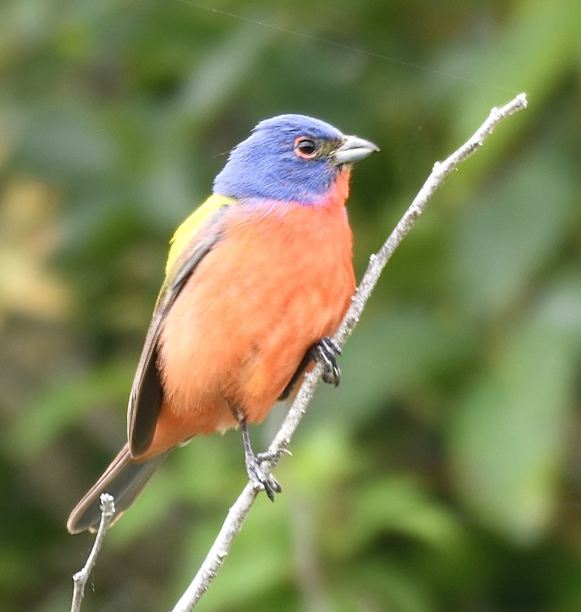 Painted Bunting - ML619167772