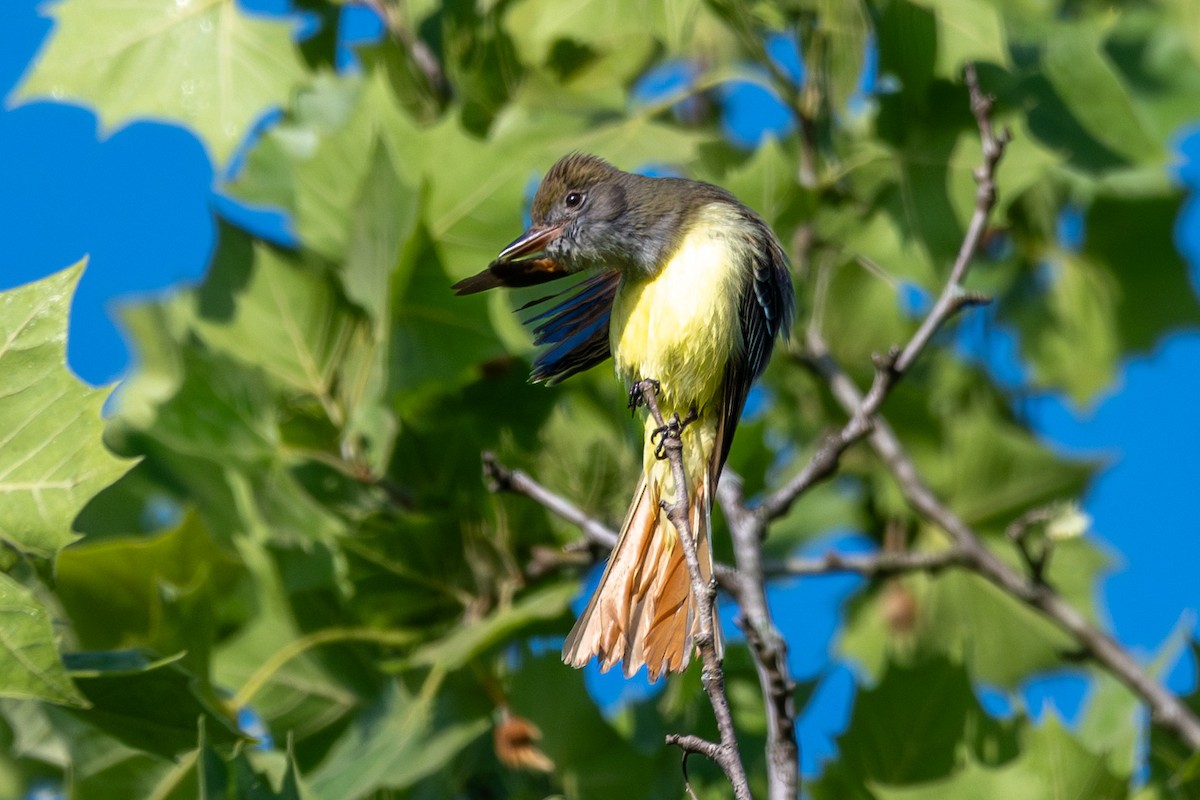 Great Crested Flycatcher - ML619167796