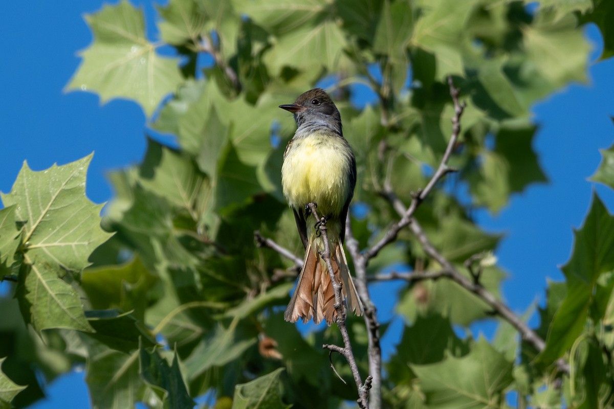 Great Crested Flycatcher - ML619167797